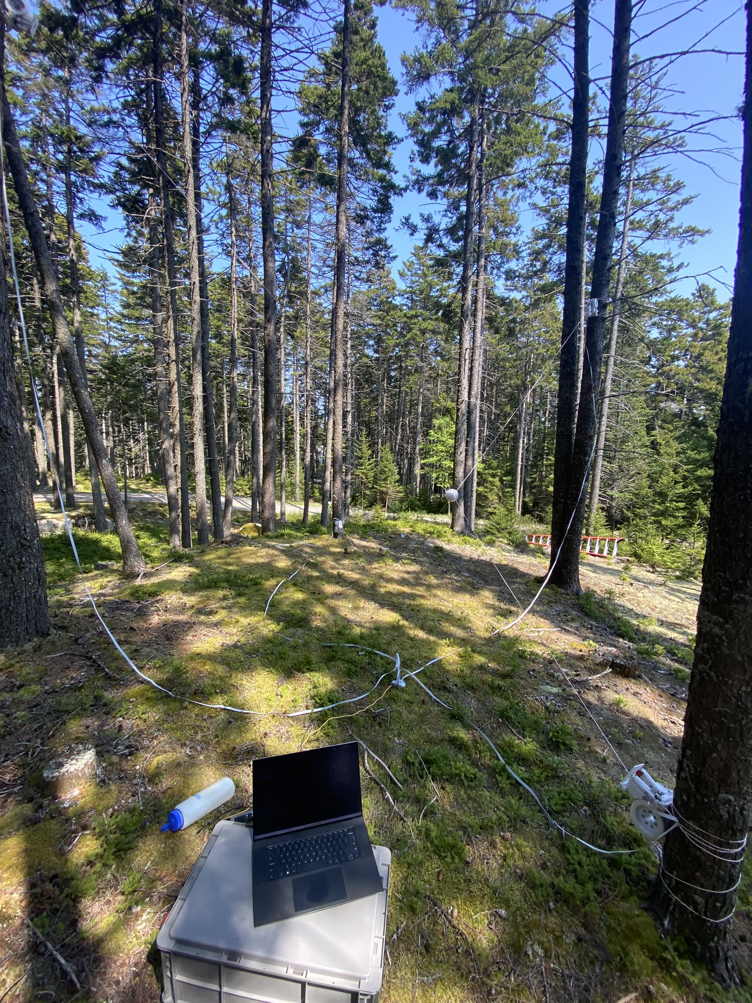 woods-prog